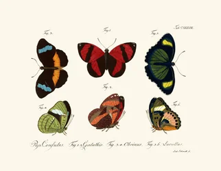 Papillons