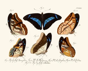 Papillons