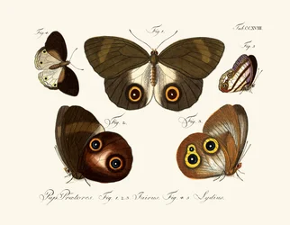 Papillons