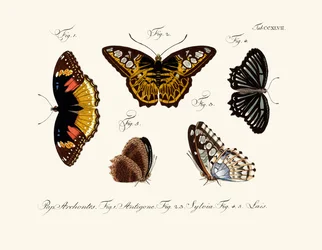 Papillons