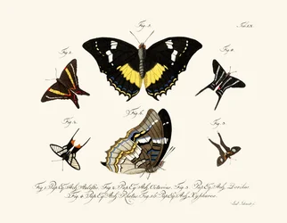Papillons