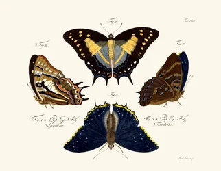 Papillons