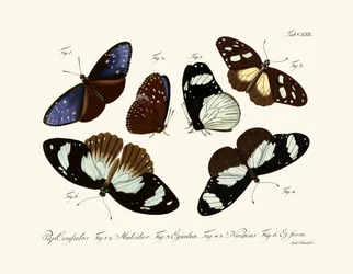 Papillons