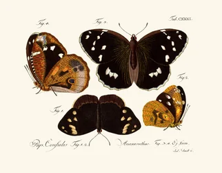 Papillons