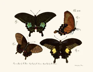Papillons