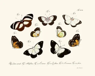 Papillons