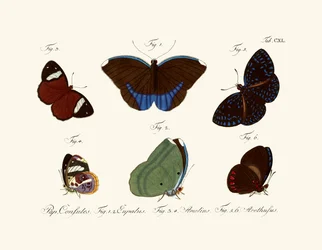 Papillons
