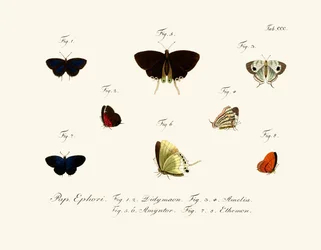 Papillons