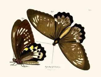 Papillons