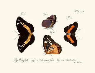 Papillons