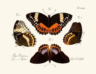 Papillons