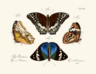 Papillons