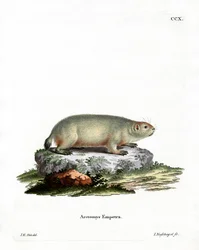 Marmotte canadienne