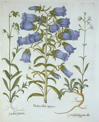 Campanules de Canterbury, silène enflé blanc, silène de Nottingham, de Hortus Eystettensis, par Basil Besler (1561-1629), pub. 1613