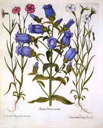 Campanules de Canterbury et nielle des blés, de Hortus Eystettensis, par Basil Besler (1561-1629), publié en 1613
