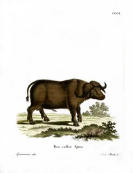 Buffle du Cap