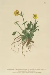 Renoncule carinthienne