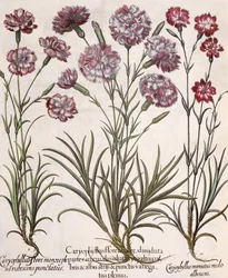 Œillets, du Hortus Eystettensis par Basil Besler