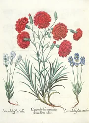 Œillets et lavande, du Hortus Eystettensis par Basil Besler