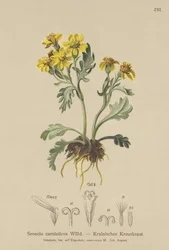 Séneçon de Carniole