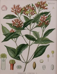 Caryophyllus Aromaticus (Clous de girofle)