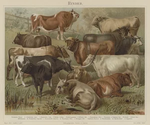 Bétail