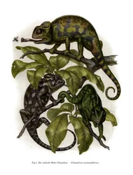 Caméléon