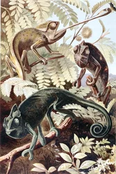 Caméléon, planche de "Brehms Tierleben: Allgemeine Kunde des Tierreichs", vol.7, p.171, publié par Bibliographisches Institut