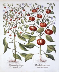 Piment chili [famille des Solanacées], de Hortus Eystettensis, par Basil Besler (1561-1629), publié en 1613
