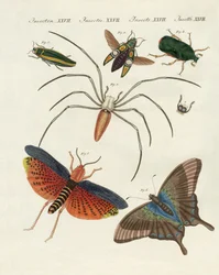 Insectes chinois