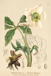 Rose de Noël