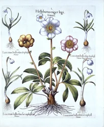 Christmas Rose et Snowdrop Variations, de Hortus Eystettensis, par Basil Besler, pub. 1613