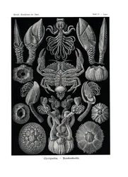 Cirripedia, 1899-1904