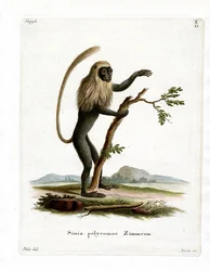 Singe colobe