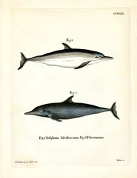 Dauphin Commun