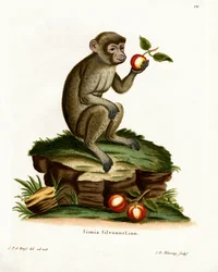 Macaque commun