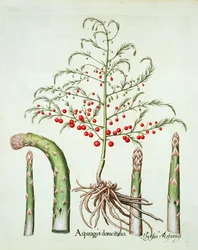 Asperge commune en fleur et en fruit, du Hortus Eystettensis par Basil Besler (1561-1629), pub. 1613 (gravure en couleur)