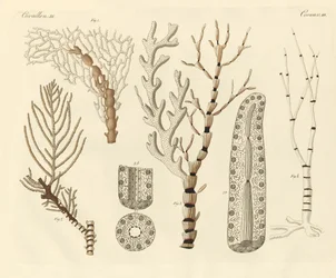 Polypes de corail