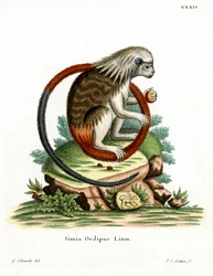 Tamarin à crête de coton