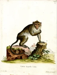 Macaque crabier