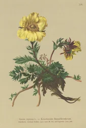Benoîte rampante (Geum reptans)