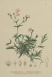 Gypsophile rampante (Gypsophila repens)