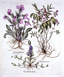 Bugle rampante, vesce printanière et compagnon rouge, tirés de Hortus Eystettensis, par Basil Besler (1561-1629), publié en 1613
