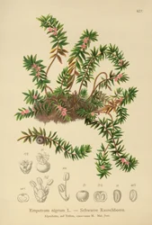 Camarine noire (Empetrum nigrum)