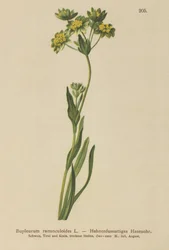 Oreille de lièvre à feuilles de renoncule (Bupleurum ranunculoides)