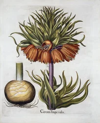 Crown Imperial appelé Fritillaria, de Hortus Eystettensis, par Basil Besler, pub. 1613