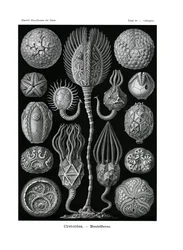 Cystoidea