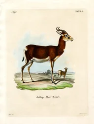 Gazelle Dama