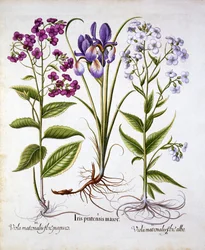Dames Violet et Field Iris, de Hortus Eystettensis, par Basil Besler, pub. 1613