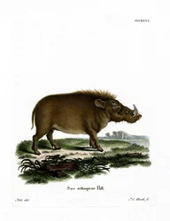 Phacochère du désert